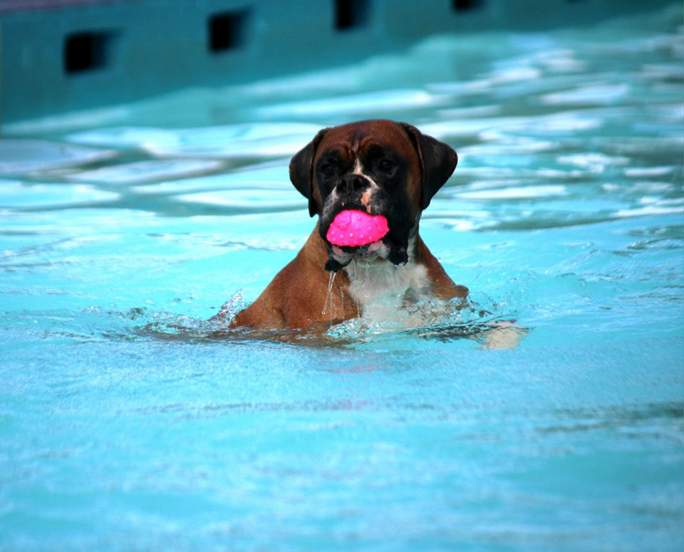 pool for paws golden square pool